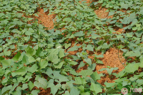 懷孕期間夢到紅薯藤是什么預兆 懷孕夢到紅薯藤是懷男孩的征兆嗎 懷孕期間夢到紅薯藤是什么預兆 懷孕夢到紅薯藤是懷男孩的征兆嗎