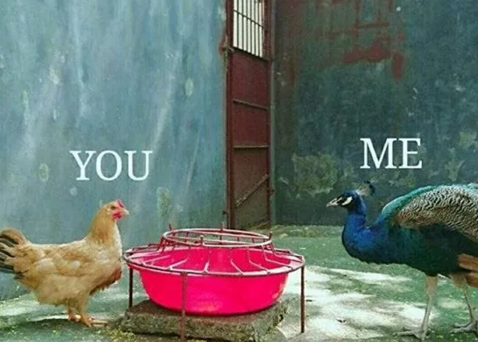 精致的豬豬男孩是什么梗 精致的豬豬男孩表情包