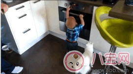 不讓小主人碰烤箱的貼心喵 寶寶適合跟貓一起玩嗎