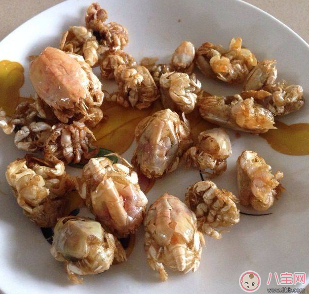 海知了圖片 青島海知了高清實物圖