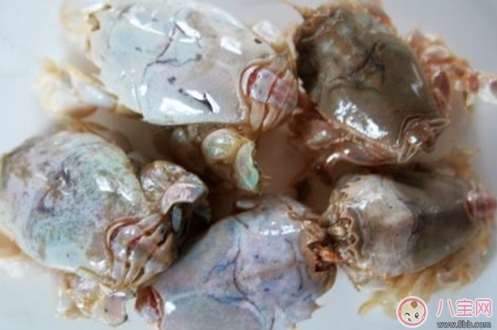 青島海知了圖片 青島海知了高清實(shí)物圖