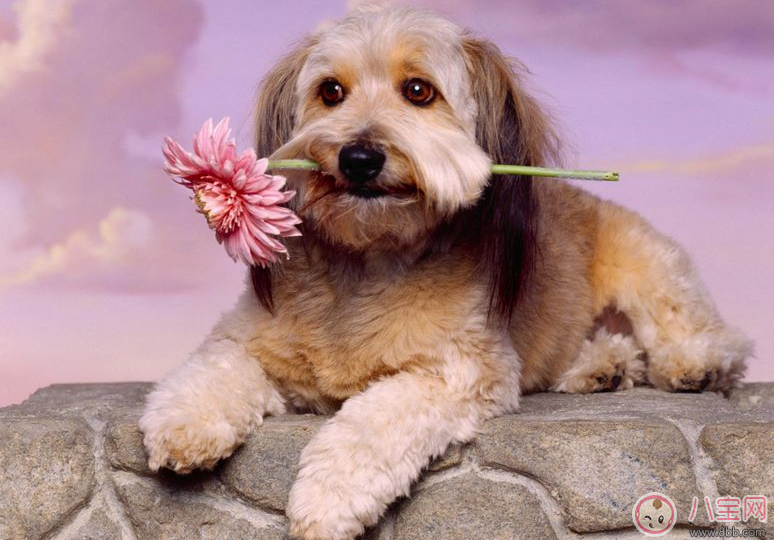 懷孕夢見狗咬人是什么意思 懷孕夢到狗是什么兆頭