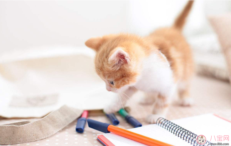 怎么培養孩子的好奇心 寶寶有好奇心怎么培養