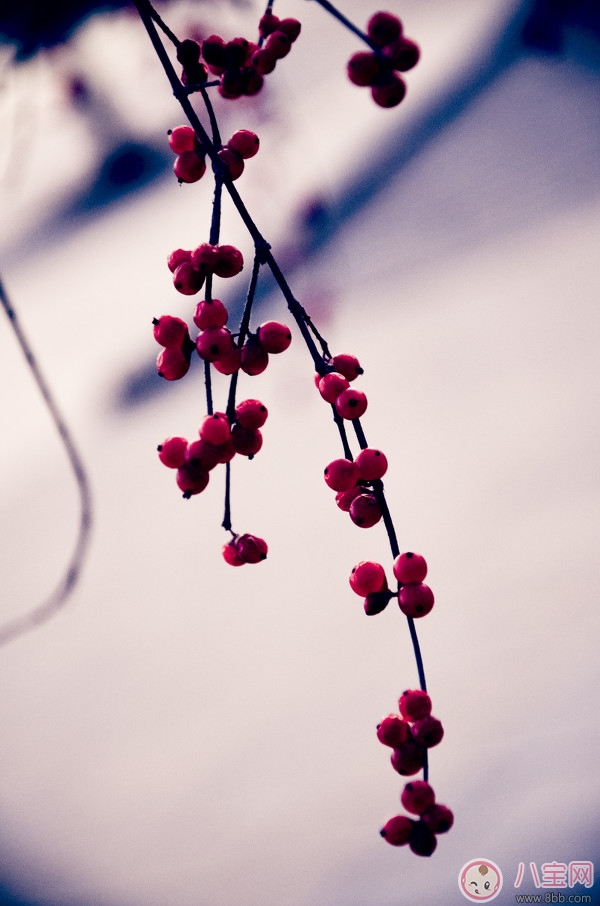 冬至的習俗有哪些 冬至節氣由來的傳說 冬至的習俗有哪些 冬至節氣由來的傳說