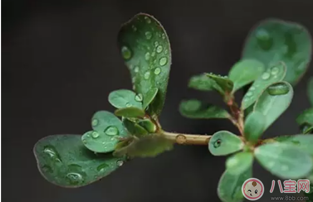 為什么孕婦不適合吃馬齒莧 孕婦吃馬齒莧會怎么樣