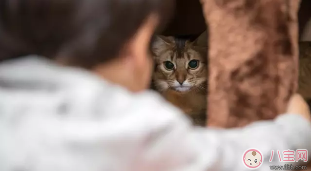 孩子過敏起疙瘩掛什么科 孩子過敏看什么醫生好