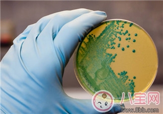 南非為什么引發(fā)李斯特菌病疫情  李斯特菌病疫情能治療嗎