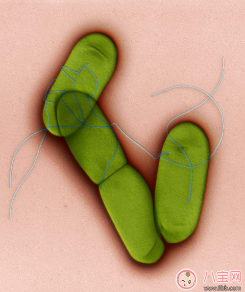 李斯特菌病感染癥狀是什么 李斯特菌病能治好嗎