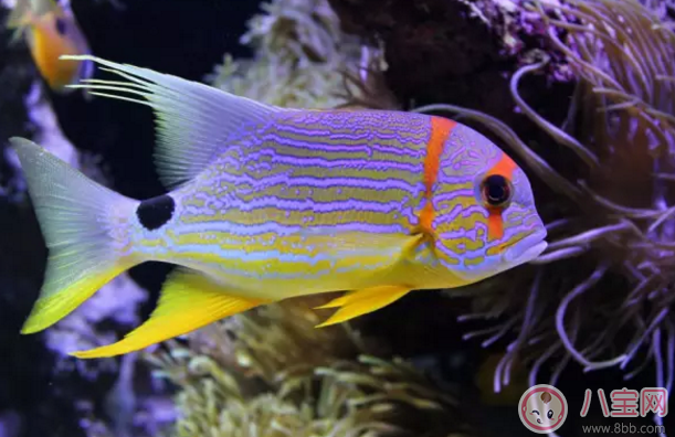 孕婦夢見吃魚是生男孩嗎 胎夢怎樣判斷生男生女 孕婦夢見吃魚是生男孩嗎 胎夢怎樣判斷生男生女