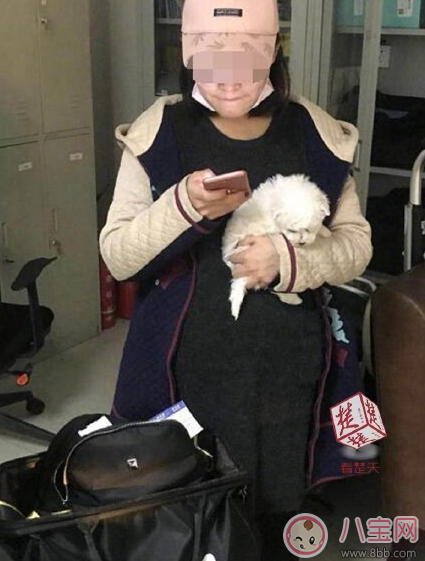 扮孕婦想藏狗登機 飛機上能不能帶寵物