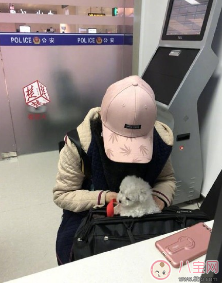 扮孕婦想藏狗登機 飛機上能不能帶寵物