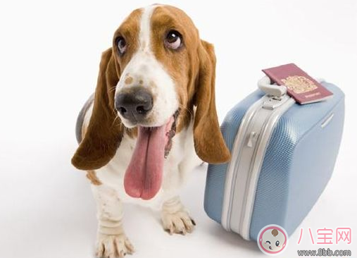 扮孕婦想藏狗登機 飛機上能不能帶寵物