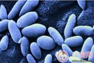 女性感染念珠菌的原因及預防措施 女性感染念珠菌應該怎樣治療