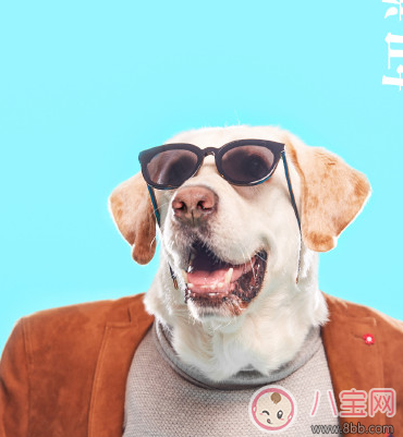 春節快樂心情說說配圖 2018狗年春節快樂怎么發朋友圈 春節快樂心情說說配圖 2018狗年春節快樂怎么發朋友圈