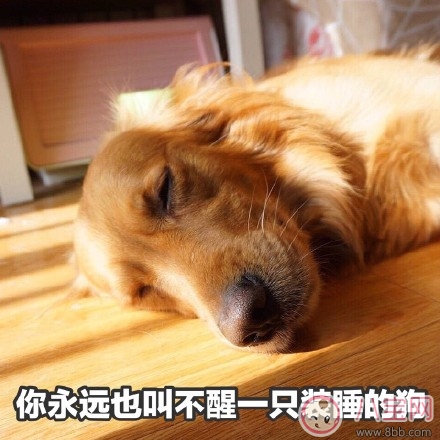 春節快樂心情說說配圖 2018狗年春節快樂怎么發朋友圈 春節快樂心情說說配圖 2018狗年春節快樂怎么發朋友圈