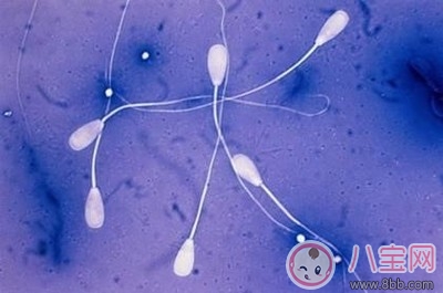 男性少精弱精是什么原因 男性少精弱精吃什么藥