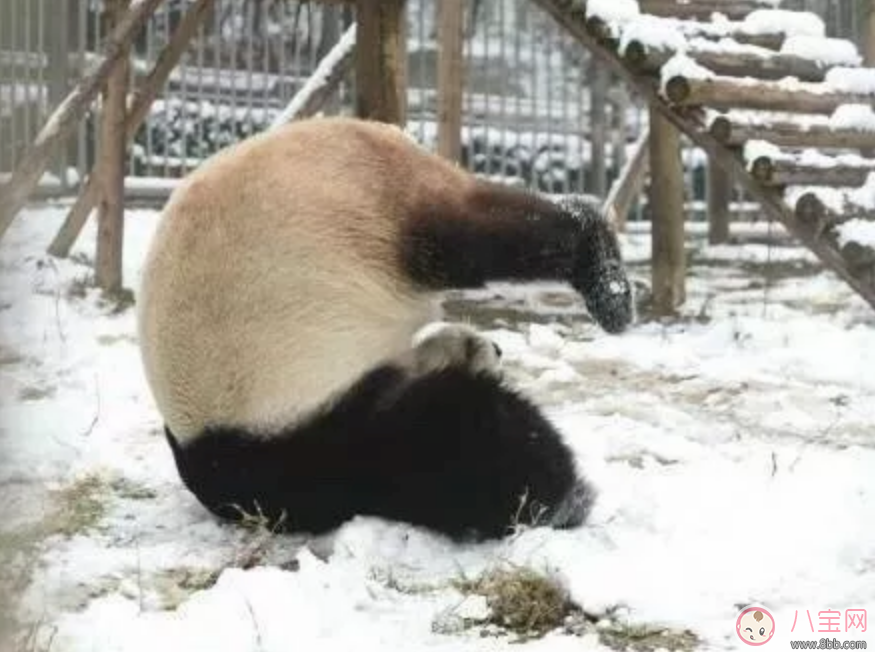 2歲寶寶去雪山玩要戴太陽鏡嗎 冬天帶寶寶玩雪如何選擇太陽鏡 2歲寶寶去雪山玩要戴太陽鏡嗎 冬天帶寶寶玩雪如何選擇太陽鏡