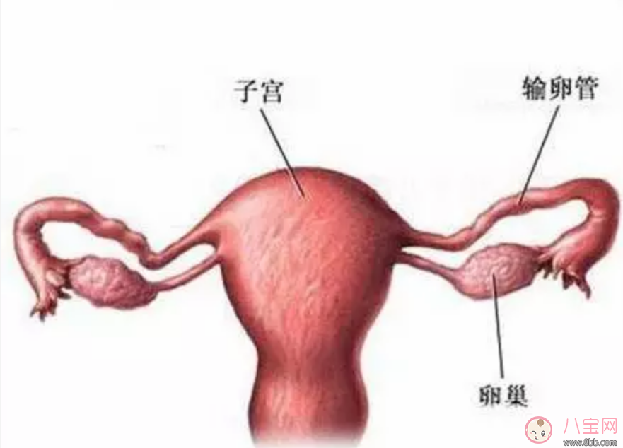 子宮偏小可以懷孕嗎 子宮太小如何治療 子宮偏小可以懷孕嗎 子宮太小如何治療