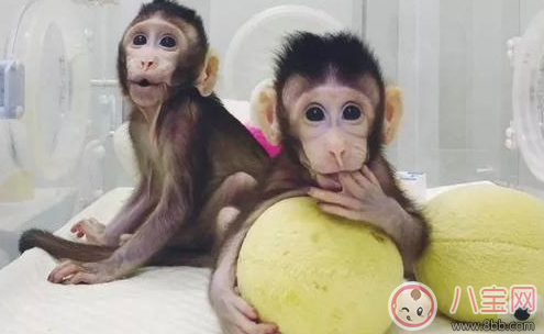 世界首例體細胞克隆猴在中國誕生 兩只食蟹猴名字分別叫什么