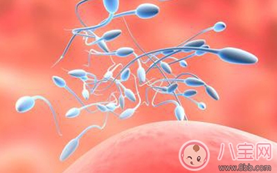 男人精子太少吃什么可以補 男人精子太少會影響懷孕嗎