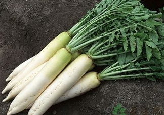 2018立春吃什么 立春為什么吃蘿卜好