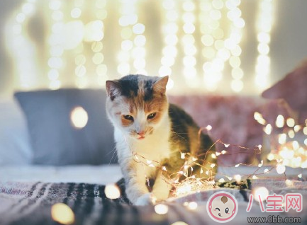 情人節(jié)發(fā)的說(shuō)說(shuō)句子 情人節(jié)秀恩愛(ài)的句子情話 情人節(jié)發(fā)的說(shuō)說(shuō)句子 情人節(jié)秀恩愛(ài)的句子情話