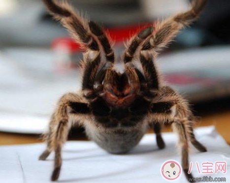 現億年前遠古蜘蛛長什么樣子 億年前蜘蛛的祖先圖片 現億年前遠古蜘蛛長什么樣子 億年前蜘蛛的祖先圖片