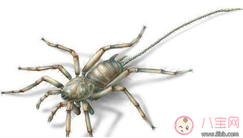 現億年前遠古蜘蛛長什么樣子 億年前蜘蛛的祖先圖片 現億年前遠古蜘蛛長什么樣子 億年前蜘蛛的祖先圖片