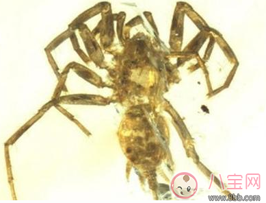 現億年前遠古蜘蛛長什么樣子 億年前蜘蛛的祖先圖片 現億年前遠古蜘蛛長什么樣子 億年前蜘蛛的祖先圖片