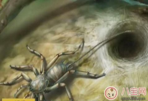 現億年前遠古蜘蛛長什么樣子 億年前蜘蛛的祖先圖片 現億年前遠古蜘蛛長什么樣子 億年前蜘蛛的祖先圖片