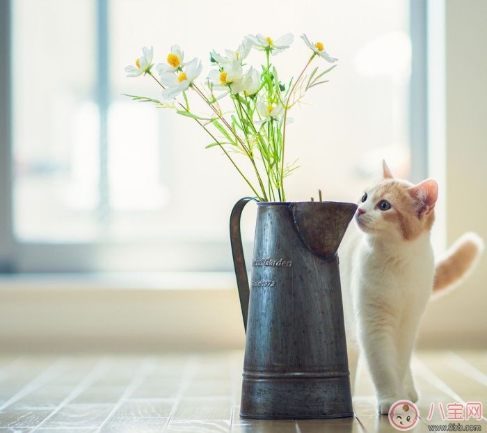 結婚文藝小清新祝福語 文藝簡短的結婚祝福語 