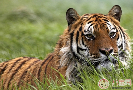 孕婦夢見老虎生男孩嗎 胎夢真的能夠預示生男生女嗎 孕婦夢見老虎生男孩嗎 胎夢真的能夠預示生男生女嗎