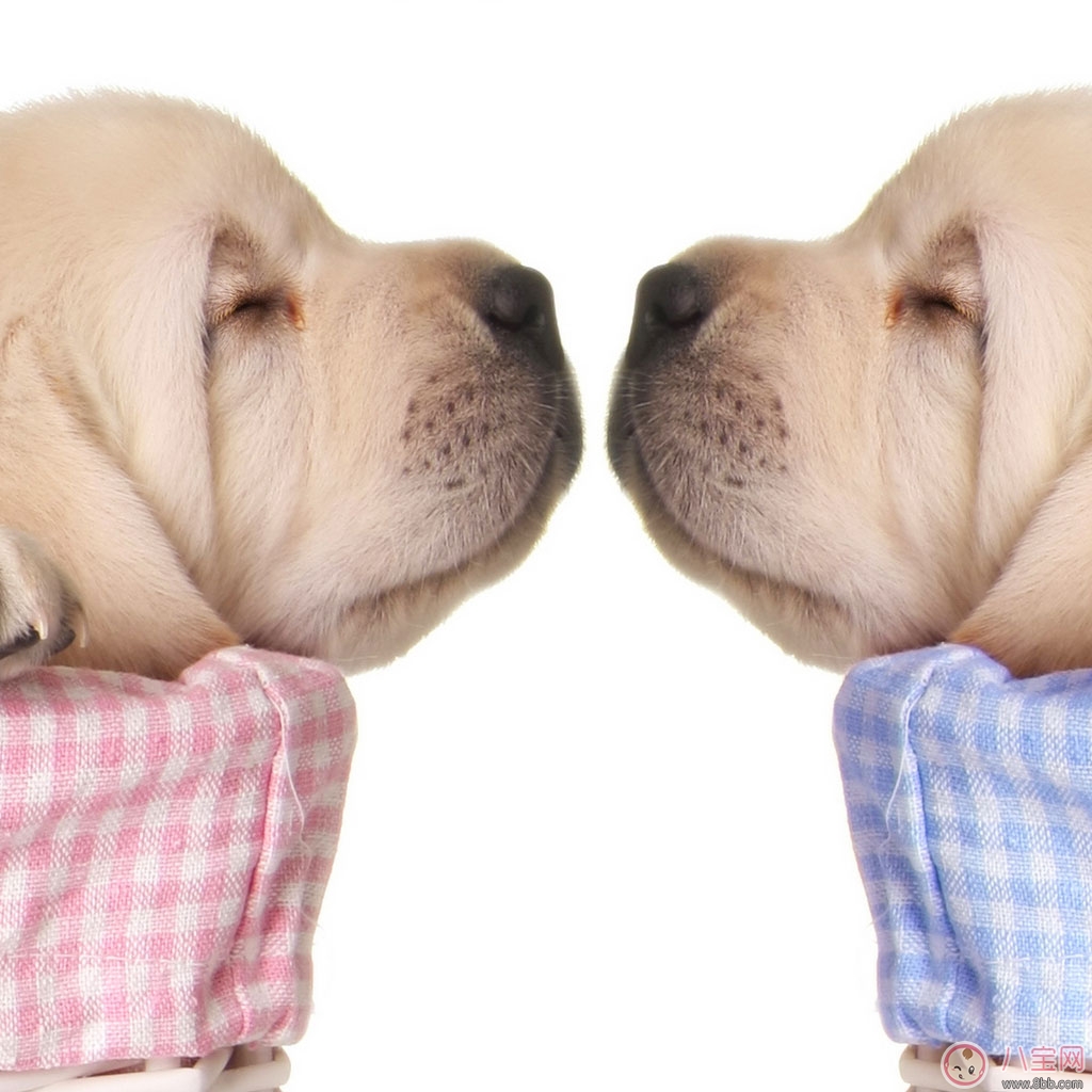 第一次親嘴是什么感覺(jué) 為什么親嘴的時(shí)候女人總是會(huì)閉著眼