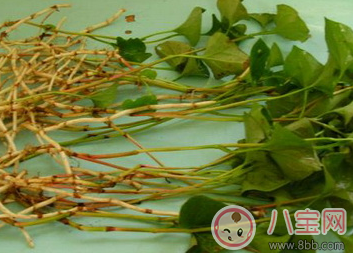 魚腥草有毒是真的嗎 魚腥草能不能長期食用