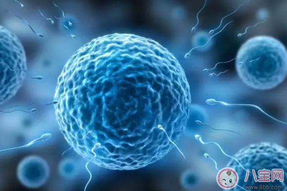 什么食物可以促進卵泡發育 吃哪些食物卵泡發育好