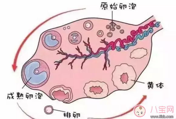 什么食物可以促進卵泡發育 吃哪些食物卵泡發育好