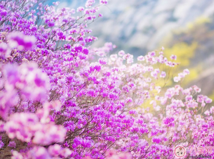 關于期待春天的句子 期待春天的到來的心情說說朋友圈 關于期待春天的句子 期待春天的到來的心情說說朋友圈