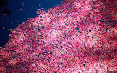 關于期待春天的句子 期待春天的到來的心情說說朋友圈 關于期待春天的句子 期待春天的到來的心情說說朋友圈