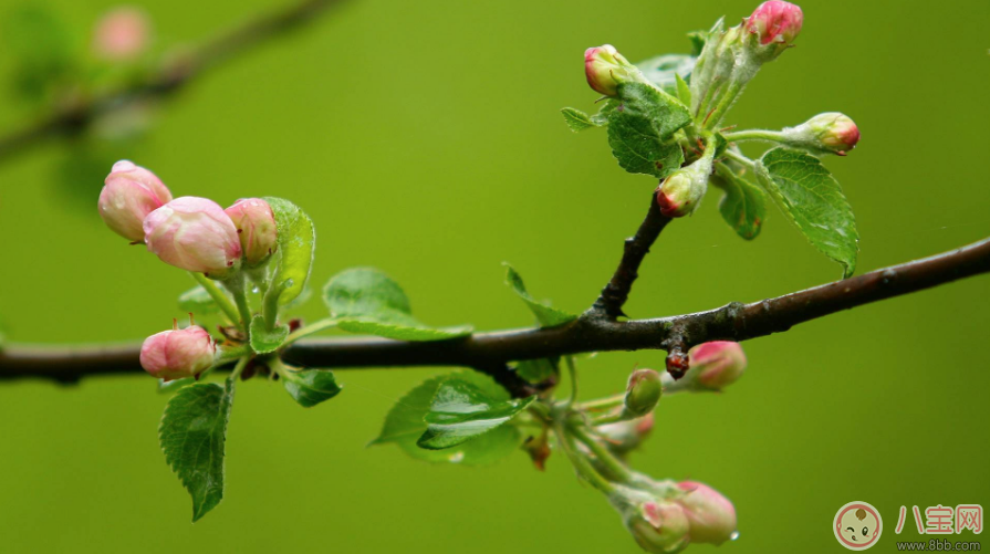 關于期待春天的句子 期待春天的到來的心情說說朋友圈 關于期待春天的句子 期待春天的到來的心情說說朋友圈
