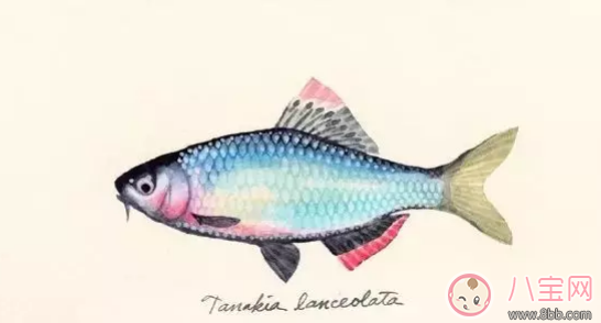 2歲寶吃魚皮好嗎 寶寶吃魚皮會不會過敏