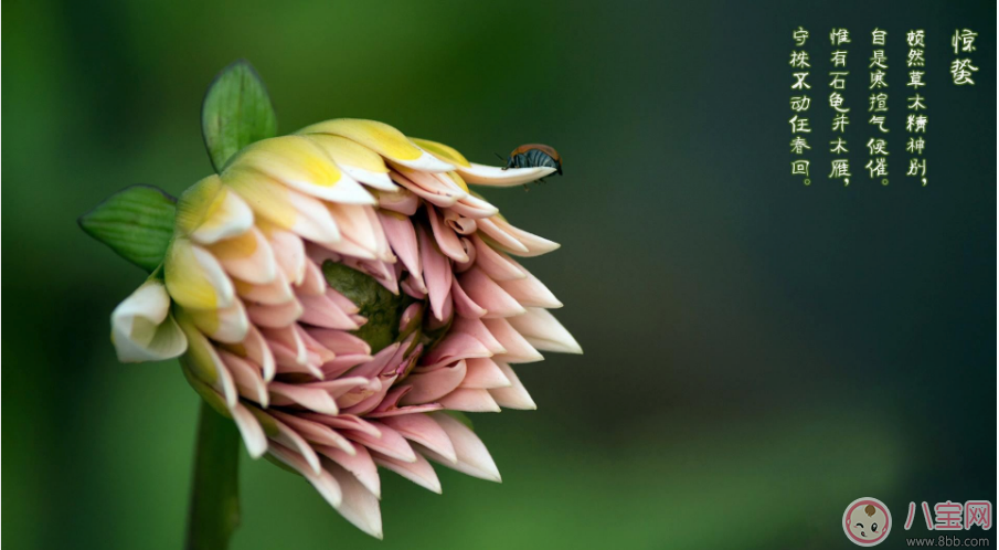 驚蟄節氣祝福語說說2018 驚蟄唯美圖片祝福短語句子