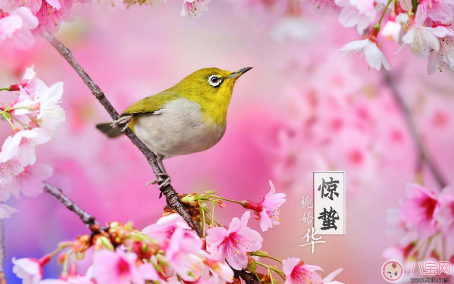 驚蟄節氣祝福語說說2018 驚蟄唯美圖片祝福短語句子