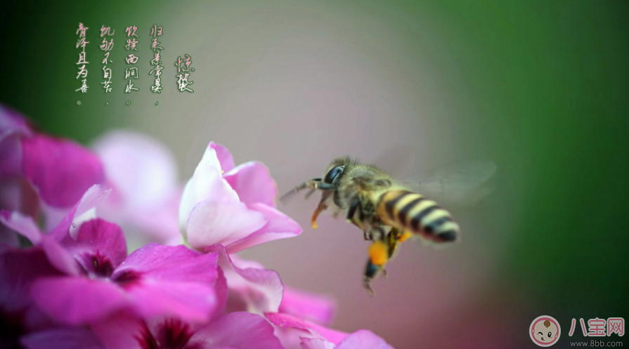 驚蟄節氣祝福語說說2018 驚蟄唯美圖片祝福短語句子