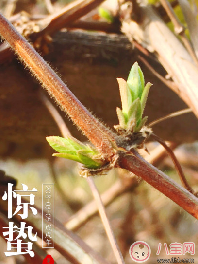 驚蟄為什么要打小人 驚蟄打小人是什么意思 驚蟄為什么要打小人 驚蟄打小人是什么意思