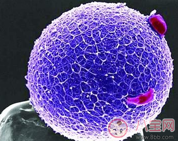 喝酒會不會影響排卵期 喝啤酒對排卵有影響嗎