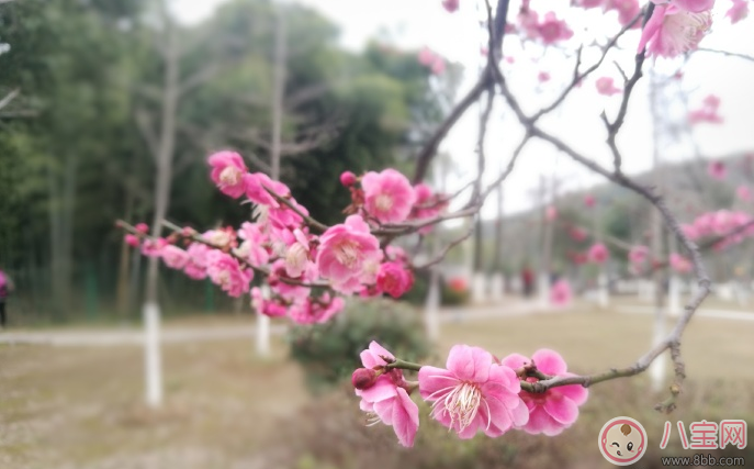 賞花的心情說說 2018春天去賞花的說說朋友圈 賞花的心情說說 2018春天去賞花的說說朋友圈