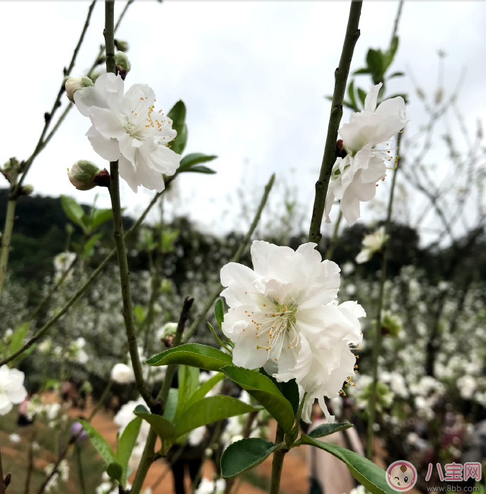 賞花的心情說說 2018春天去賞花的說說朋友圈 賞花的心情說說 2018春天去賞花的說說朋友圈