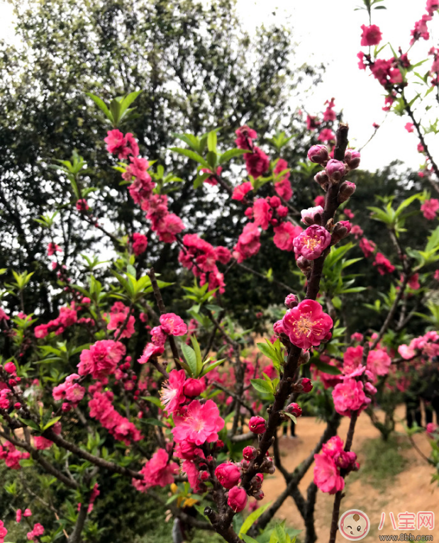 賞花的心情說說 2018春天去賞花的說說朋友圈 賞花的心情說說 2018春天去賞花的說說朋友圈