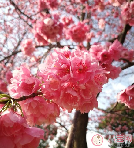 春天賞花心情的句子 春天賞花曬圖配字說說句子圖片 春天賞花心情的句子 春天賞花曬圖配字說說句子圖片