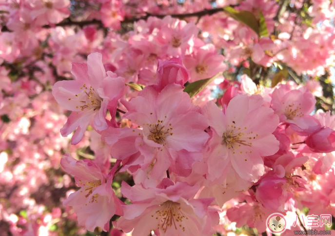 春天賞花心情的句子 春天賞花曬圖配字說說句子圖片 春天賞花心情的句子 春天賞花曬圖配字說說句子圖片